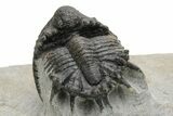 Rare Akantharges Trilobite - Tinejdad, Morocco #225848-1
